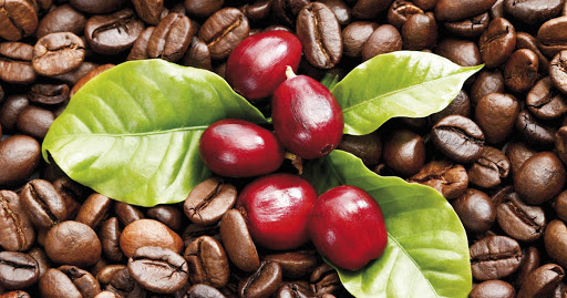 Todo lo que necesita saber sobre la cereza del café